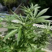 Ganja Farmer Freebie Grow