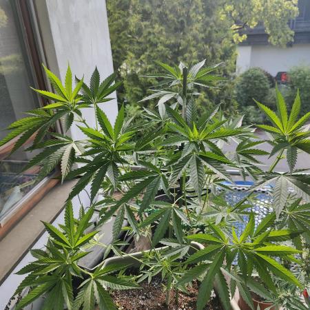 Ganja Farmer Freebie Grow