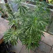 Ganja Farmer Freebie Grow