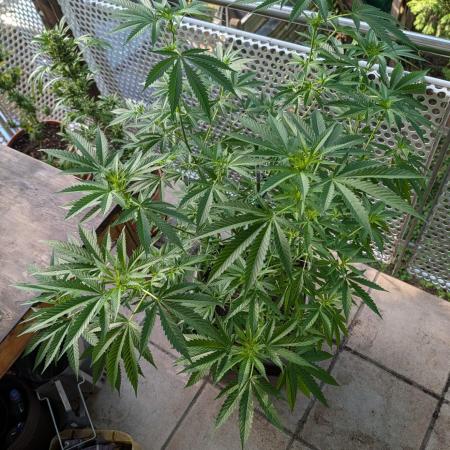 Ganja Farmer Freebie Grow