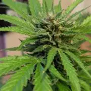 Ganja Farmer Freebie Grow