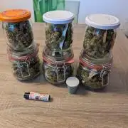 Ganja Farmer Freebie Grow