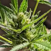 Ganja Farmer Freebie Grow