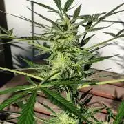 Ganja Farmer Freebie Grow
