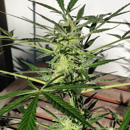 Ganja Farmer Freebie Grow