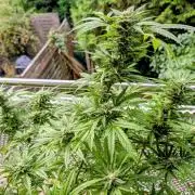 Ganja Farmer Freebie Grow