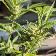Ganja Farmer Freebie Grow