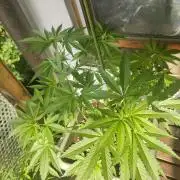 Ganja Farmer Freebie Grow