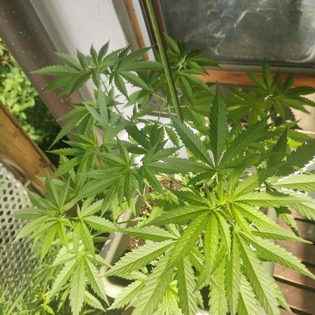 Ganja Farmer Freebie Grow