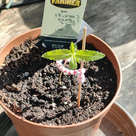 Ganja Farmer Freebie Grow