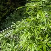 Ganja Farmer Freebie Grow