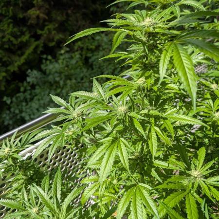 Ganja Farmer Freebie Grow