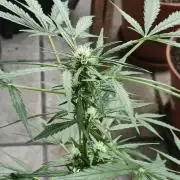 Ganja Farmer Freebie Grow