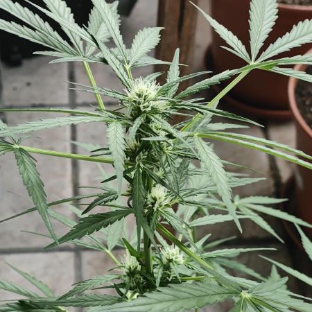 Ganja Farmer Freebie Grow