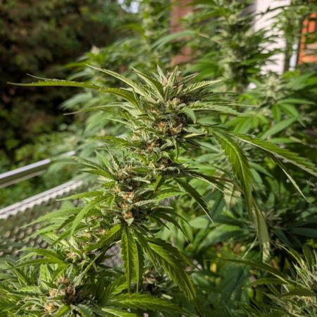 Ganja Farmer Freebie Grow