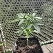 Ganja Farmer Freebie Grow