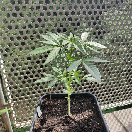Ganja Farmer Freebie Grow