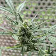 Ganja Farmer Freebie Grow