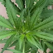 Ganja Farmer Freebie Grow