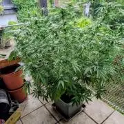 Ganja Farmer Freebie Grow