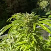 Ganja Farmer Freebie Grow