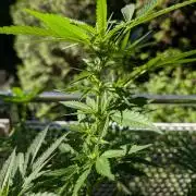 Ganja Farmer Freebie Grow