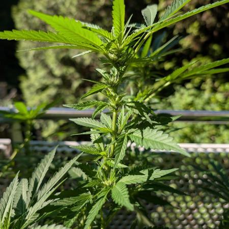 Ganja Farmer Freebie Grow