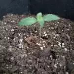 Hindu-Kush Auto