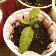 *Apex Predator* - Winter grow 2025