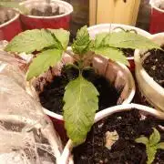 The 285- Winter grow 2025