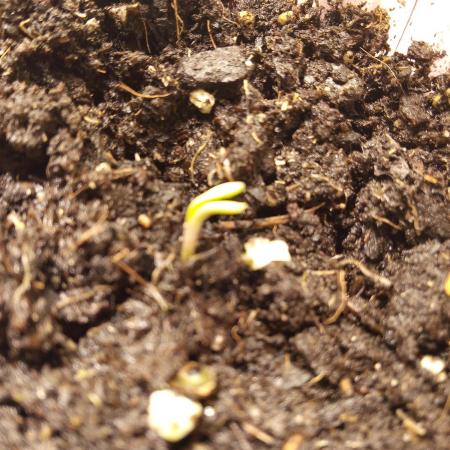 Goth Girl.  Winter Grow 2025