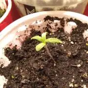 Queen Omega Winter grow 2025