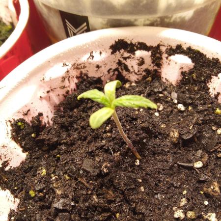 Queen Omega  Winter grow 2025