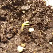 Goth Girl.  Winter Grow 2025