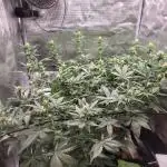 GuessTheStrains miniindoor 1