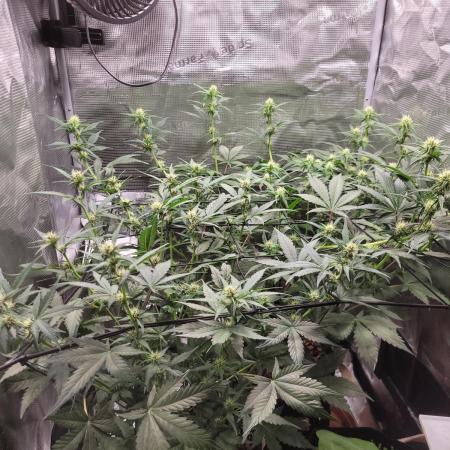 GuessTheStrains miniindoor 1