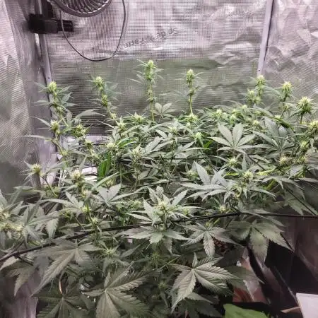 GuessTheStrains miniindoor 1