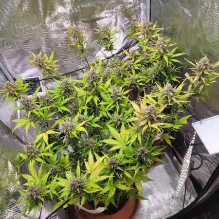 GuessTheStrains miniindoor 1