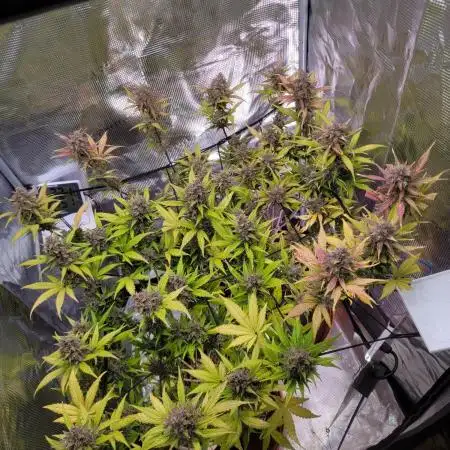 GuessTheStrains miniindoor 1