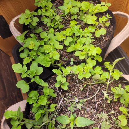 Surprise miniindoor 1