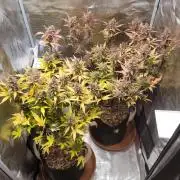 GuessTheStrains miniindoor 1