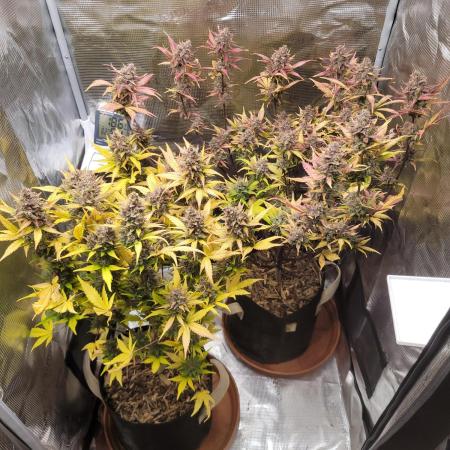 GuessTheStrains miniindoor 1