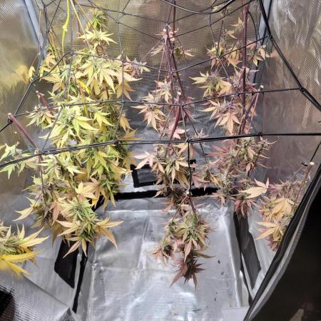 GuessTheStrains miniindoor 1