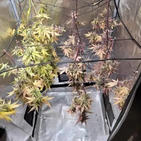 GuessTheStrains miniindoor 1