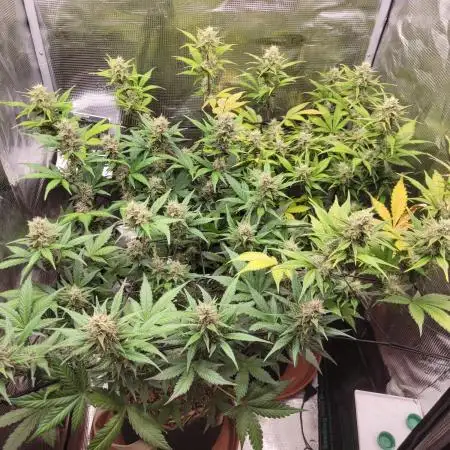 GuessTheStrains miniindoor 1