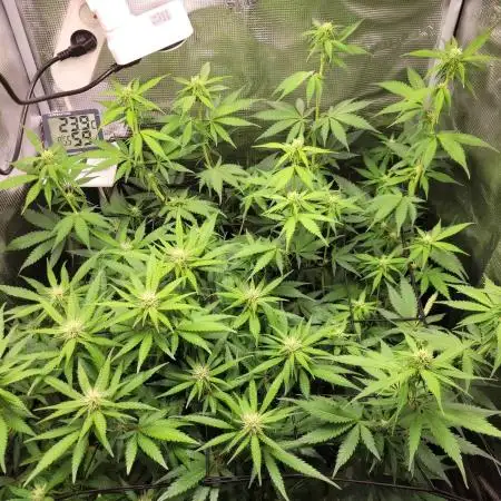 Cinderella auto III miniindoor
