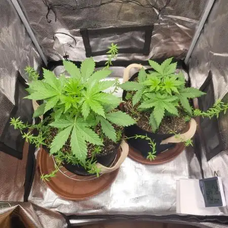 Surprise miniindoor 1