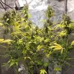 Cinderella auto III miniindoor