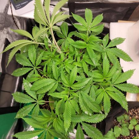 FFFirst time TropiKanaky miniindoor