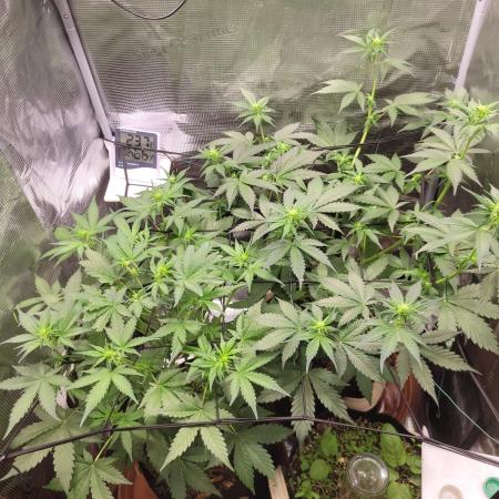 GuessTheStrains miniindoor 1